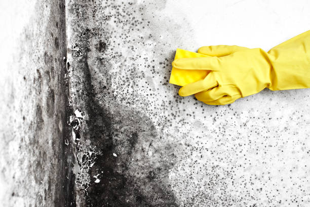 Best Toxic Mold Removal  in Hales Corners, WI