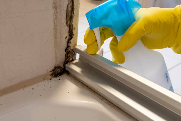 Best Fast Mold Removal  in Hales Corners, WI