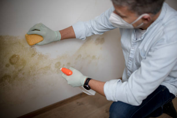 Certified Mold Removal