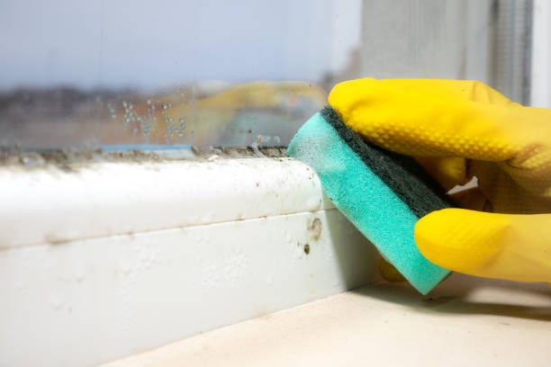 Best Office Mold Removal Services  in Hales Corners, WI