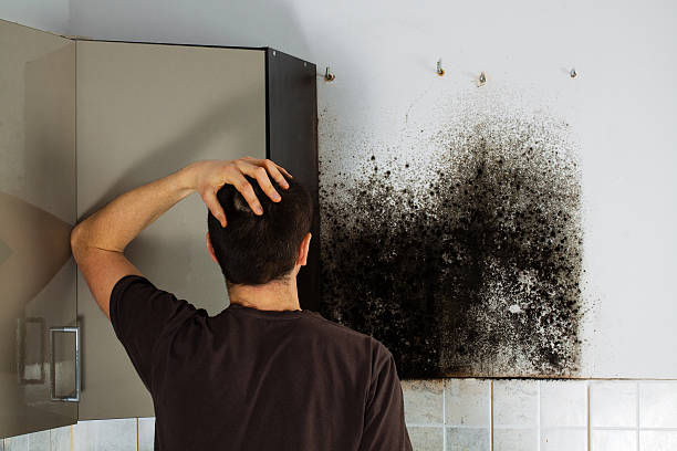 Best Attic Mold Removal  in Hales Corners, WI